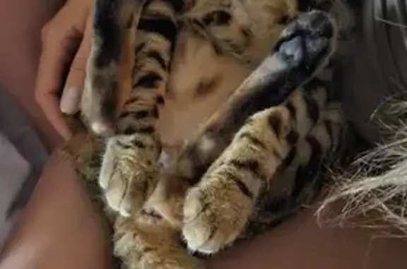 Кошки потеряшки, Кузнецово, фото: Потеряшка кошка, Красноярск, Лётная 18