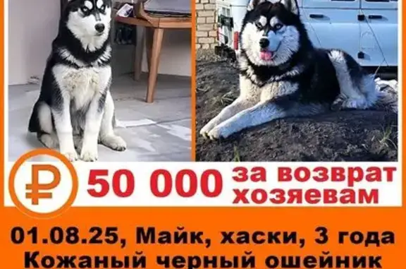 Пропала хаски в Черкесске, КЧР