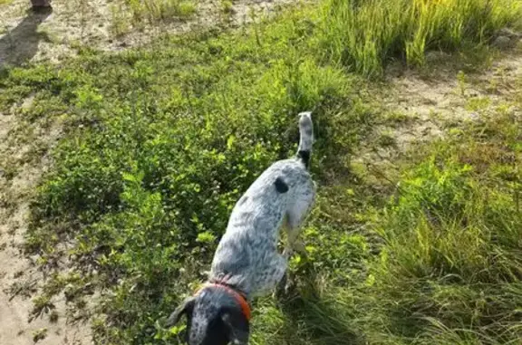 Собаки потеряшки, Нижний Новгород, фото: Потеряшка собака, ул. Красный Пахарь, НН