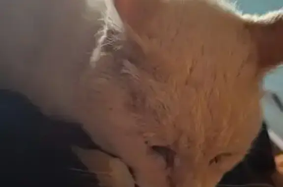 Найдена кошка, Нижние Серги, фото: Кошка найдена: ул. Свободы, 75, Н. Серги