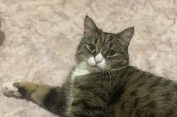 Пропала кошка, Чурилово, Челябинск