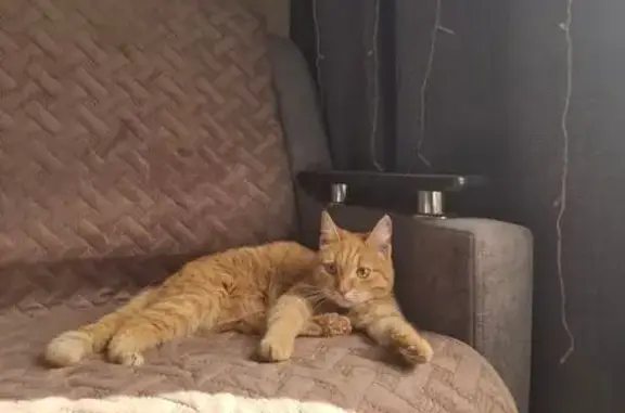 Найдена рыжая кошка, ул. Карла Ильмера, 13