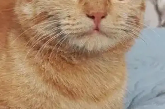 Кошки потеряшки, Заринск, фото: Потеряшка рыжая кошка, ул. Калинина, Заринск