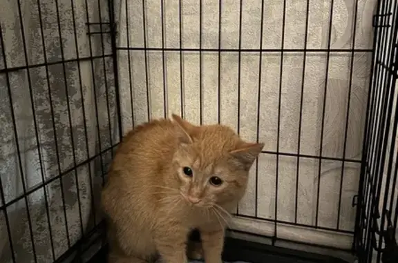 Найдена кошка, Екатеринбург, фото: Котик найден: ул. Фрунзе, 67, Екатеринбург