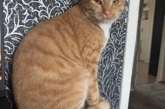 Пропал кот, Североморск, Гвардейская 15