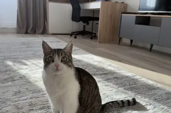 Пропала кошка, Самарское шоссе, Воскресенка