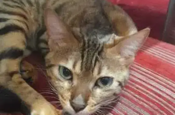 Кошки потеряшки, Томск, фото: Потеряшка кошка, Буткеевская 5, Томск