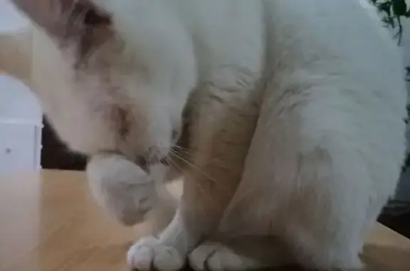 Найдена кошка, Сыктывкар, фото: Найдена кошка, ул. Карла Маркса, 197