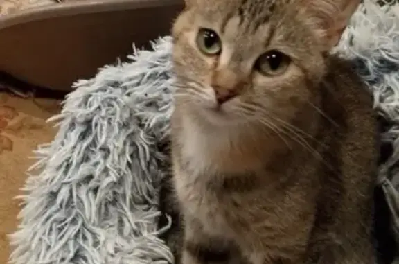 Кошки потеряшки, Псков, фото: Потеряшка кошка, Рижский пр., 35, Псков