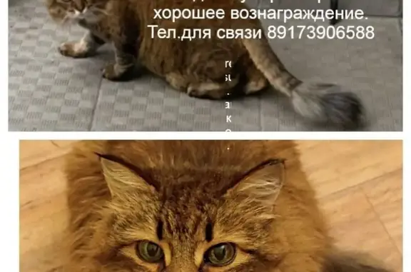 Пропала кошка, ул. Камая, 10 к2, Казань