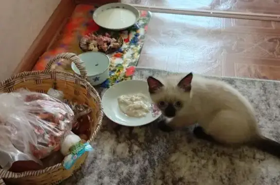 Пропала сиамская кошка, Челябинск