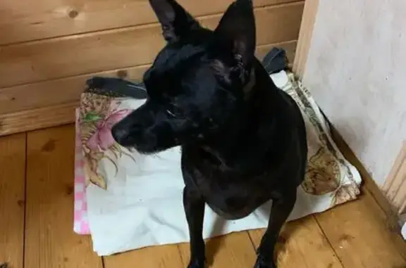 Собака найдена: Казань, Татарстан