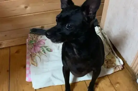 Найдена собака, Высокая Гора, фото: Собака найдена: Высокая Гора, Татарстан