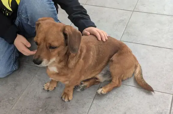 Собака найдена: Солнечная ул. 55 к22, Яблоновский