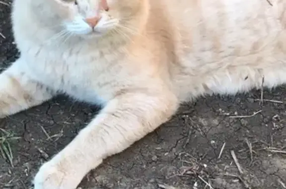 Кошка найдена: Саянская ул., 16, Краснодар