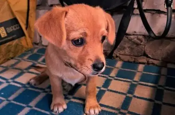 Найдена собака, Белгородская область, фото: Найдена собака, ул. Комсомольская, Алексеевка