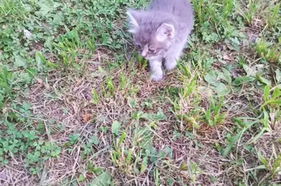 Кошки потеряшки, Выкса, фото: Потеряшка кошка, ул. Кутузова, 18, Выкса