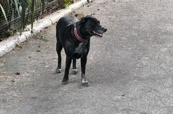 Найдена собака, Дивноморское, фото: Собака найдена: Горная ул., 31, Дивноморское