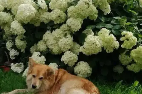 Пропала собака, Кинешемская ул., Островское