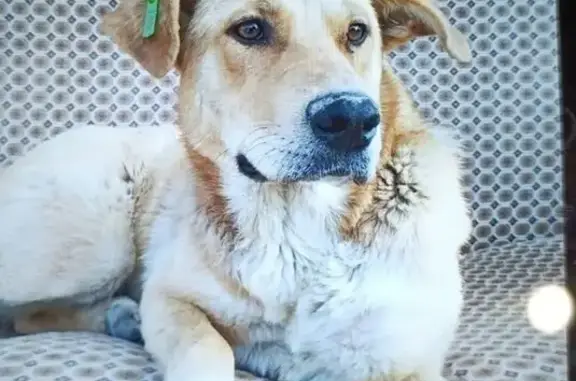 Пропала рыжая собака, Ангарская ул., Волгоград