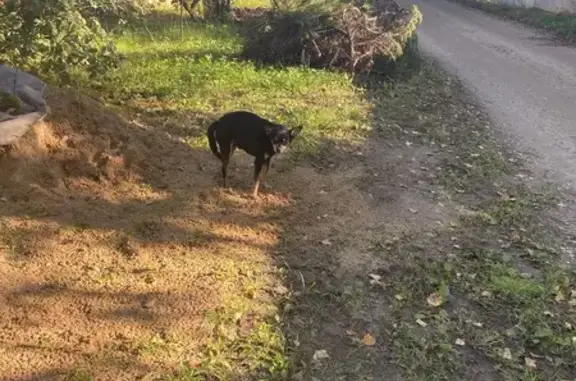 Найдена собака, Владимирская область, фото: Найден той терьер, СНТ Локомотив уч. 203