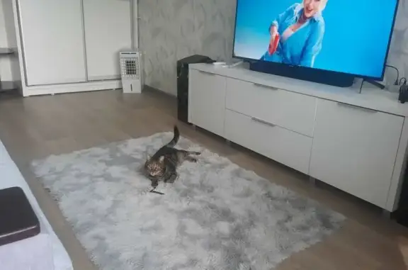 Найдена кошка, Барнаул, фото: Найдена кошка, ул. Георгиева 3, Барнаул