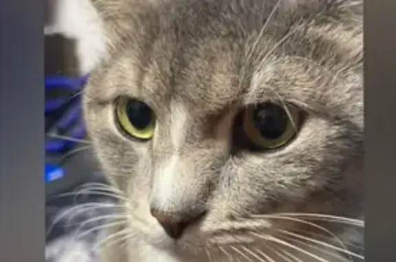 Кошки потеряшки, Барнаул, фото: Потеряшка кошка Тима, Павловский тракт 279