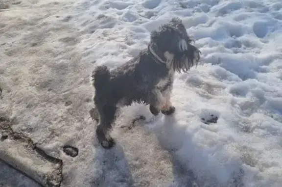 Собаки потеряшки, Якшур-Бодья, фото: Потеряшка собака на Солнечной, Якшур-Бодья