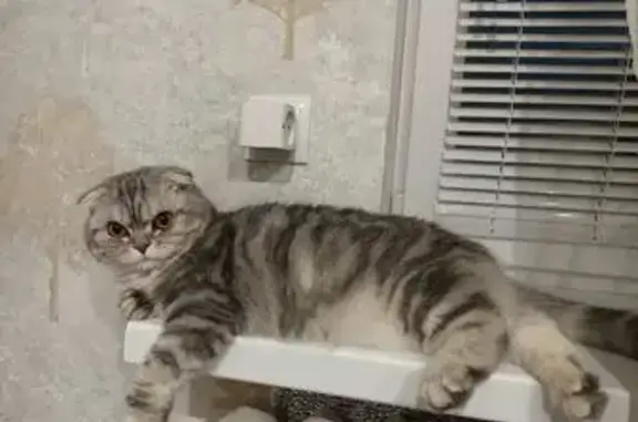 Кошки потеряшки, Брянск, фото: Потеряшка кошка, Коммунистическая 13, Брянск