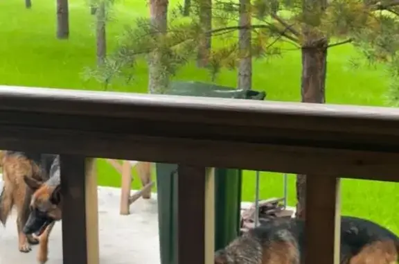 Найдена собака, Свердловская область, фото: Найдены овчарки в Колюткино, Свердловская обл.