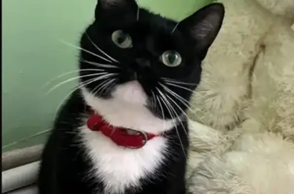 Пропала кошка, 28Н-1223, Сорога