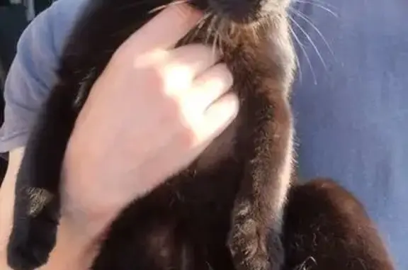 Найдена кошка, Миасс, фото: Кошка найдена, Гаражный пер., Миасс