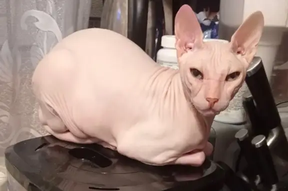 Пропала кошка, Тополиная ул., 17, Тольятти