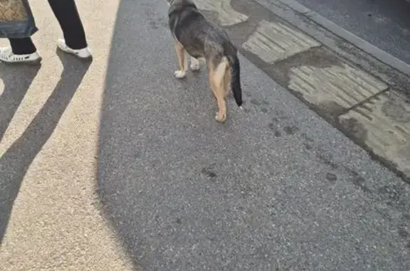 Найдена собака, Кострома, фото: Щенок найден на Костромской улице