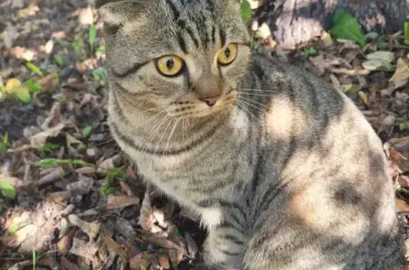 Кошка найдена: Шумилова 28, Чебоксары