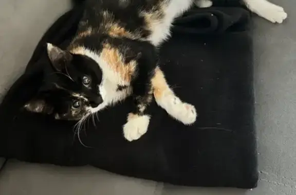 Найдена кошка, Ярославль, фото: Трехцветная кошка найдена, Чкалова 55