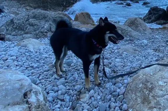 Собаки потеряшки, Севастополь, фото: Потеряшка Сиба-Ину, Античный пр., 4, Сев.