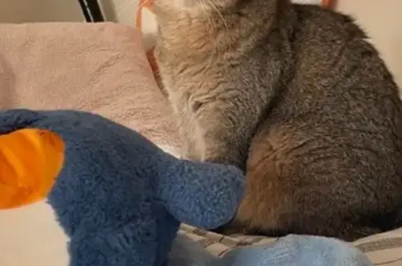 Пропала кошка, ул. Мурысева, 63, Тольятти