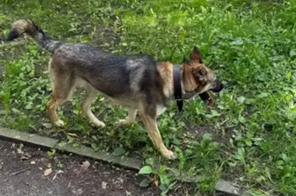 Собака найдена, ул. Пичугина, 52, Тверь