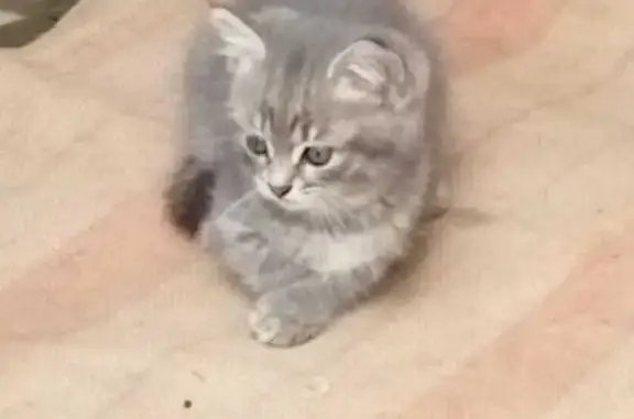 Кошка найдена: Тамбов, Тамбовская обл.