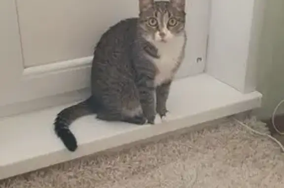 Пропала кошка на Варзинской, 79, Кичкетан