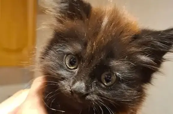 Кошки потеряшки, Ростов-на-Дону, фото: Потеряшка кошка, бульвар Комарова, Ростов-на-Дону