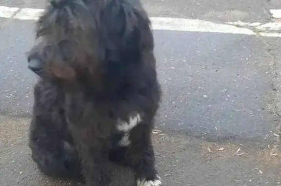 Михнево: найдена собака, Советская ул. 6