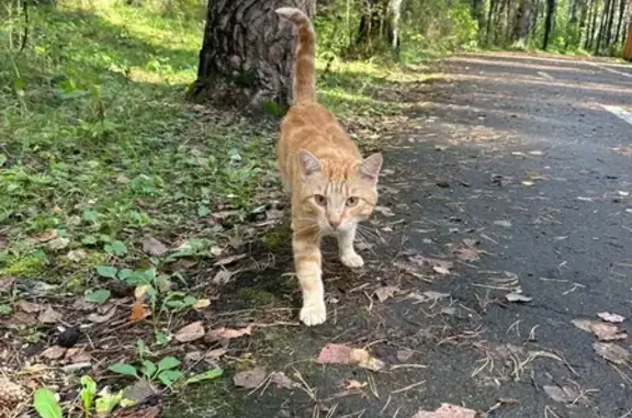 Найдена кошка, Красноярск, фото: Найдена рыжая кошка на Биатлонной улице