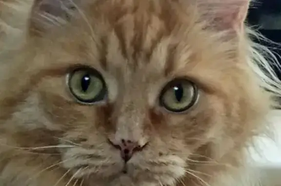 Пропала кошка на ул. Автолюбителей 1/7 к2