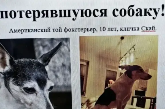 Собаки потеряшки, Нижегородская область, фото: Потеряшка собака, Бор, Нижегородская обл.