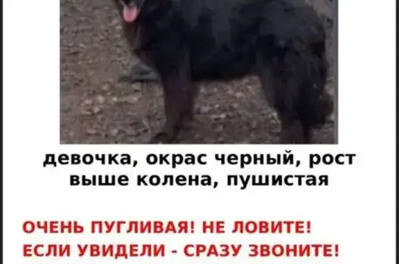 Собаки потеряшки, , фото: Потеряшка собака, Щербинка, ул. Брусилова