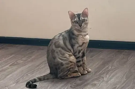 Кошки потеряшки, Приморский край, фото: Потеряшка кошка в Надеждинском поселении