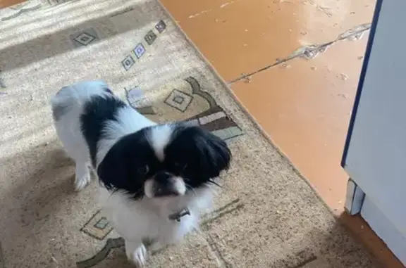 Собаки потеряшки, Клинцы, фото: Потеряшка собака, Первомайский пер., Клинцы