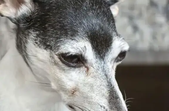 Собаки потеряшки, Неклюдово, фото: Потеряшка собака, 26 Неклюдово